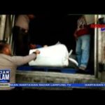 1 2 Ton Daging Celeng Disita Petugas