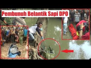 Pembunuh Belantik Sapi DPO, Polisi Periksa 7 Saksi