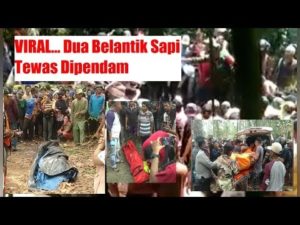 Dua Belantik Sapi Tewas Dipendam