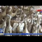 Budidaya Bebek Petelur Yang Menguntungkan 1