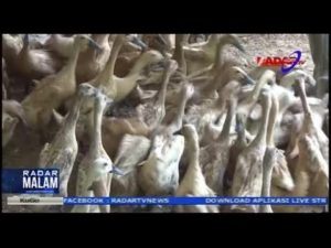 Budidaya Bebek Petelur Yang Menguntungkan 1