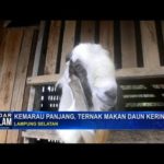 Kemarau Panjang, Ternak Makan Daun Kering