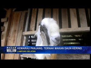 Kemarau Panjang, Ternak Makan Daun Kering