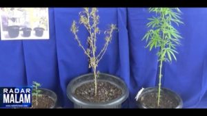 Pemuda Ini Diciduk Karena Budidaya Ganja Tiru Youtube