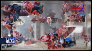 BISNIS IKAN HIAS DITENGAH PANDEMI