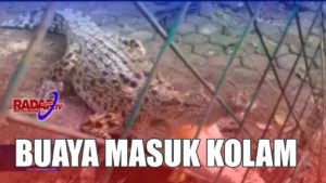 Buaya Masuk Kolam Pemancingan
