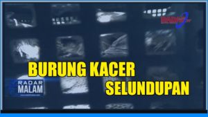 Ratusan Burung gagal Diselundupkan