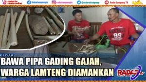 Bawa Pipa Gading Gajah, Warga Lamteng Diamankan