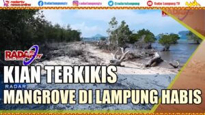 Mangrove di Lampung Kian Terkikis