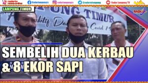 Polres Lamtim Sembelih Dua Kerbau Dan 8 Sapi