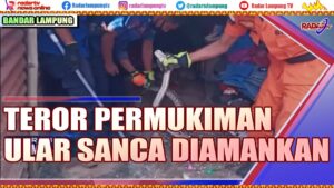 Ular Sanca Kembang Teror Permukiman