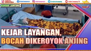 Kejar Layangan, Bocah Dikeroyok Anjing