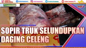 Sopir Truk Tronton Diupah Rp 3,5 Juta Bawa Daging Celeng