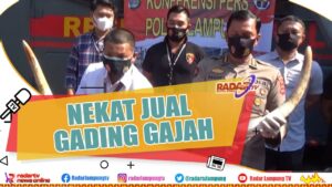 Penjual Gading Gajah Diciduk