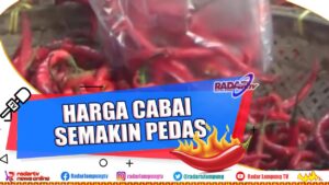 Harga Cabai di Bandar Lampung Naik 100 Persen