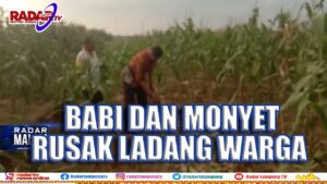Babi & Monyet Rusak Ladang Warga