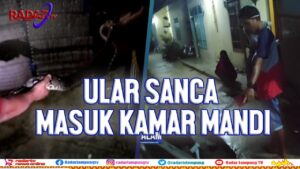 Ular Sanca Masuk Kamar Mandi di Bandar Lampung