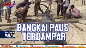 Bangkai Paus Lima Meter Terdampar di Cukuhbalak