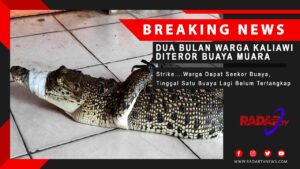 STRIKE…WARGA KALIAWI DAPAT BUAYA MUARA : Tinggal Satu Buaya Yang Belum Tertangkap