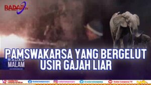 PAMSWAKARSA YANG BERGELUT USIR GAJAH LIAR