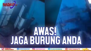 Waspada! Pencuri Burung Gentayangan di Bandar Lampung