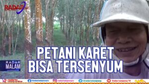 HARGA KARET NAIK,  PETANI GIRANG