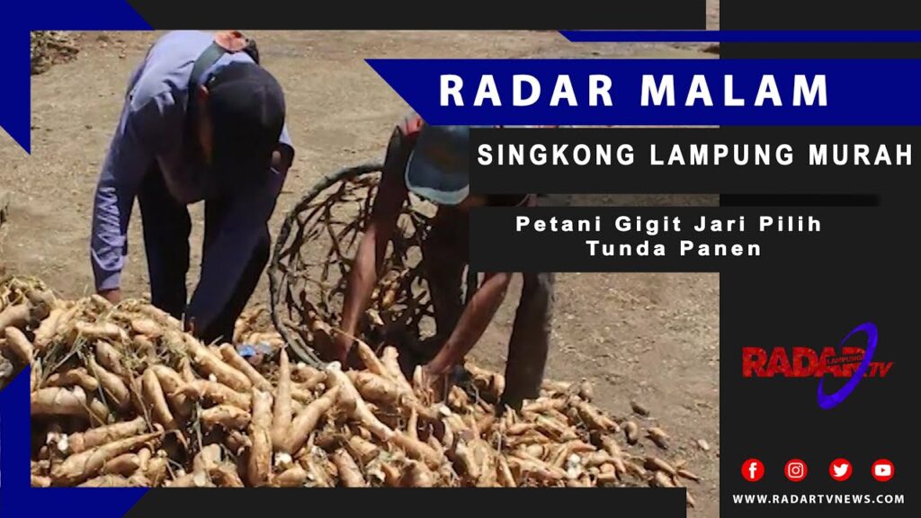 SINGKONG LAMPUNG MURAH :  Petani Menjerit, Pemda Tulang Bawang Barat Belum Mampu Berbuat Apa Apa