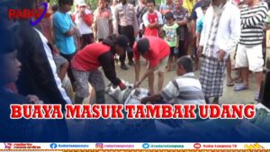 Buaya Masuk Tambak, Warga Batasi Aktifitas