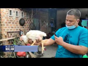 DIJUAL : Ayam Berkaki Empat, Anda Berminat?