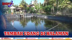 Halaman Rumah Disulap Jadi Tambak