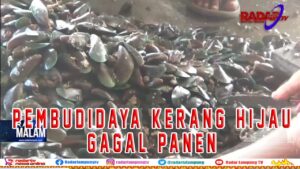 Pembudidaya Kerang Hijau Gagal Panen