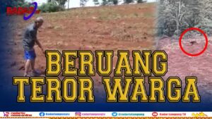 Beruang Madu Kembali Masuk Perkebunan