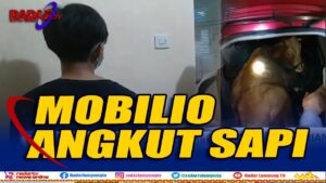 Kepergok Angkut Sapi Curian Pakai Mobilio