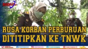 Rusa Korban Pemburuan Liar, Dititipkan Ke Taman Nasional Way Kambas