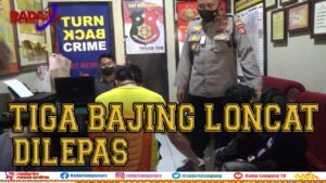 Tiga Bajing Loncat Dilepas