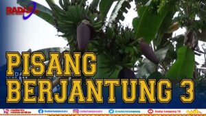Unik, Pohon Pisang Berjantung 3 Di Pekarangan Rumah Warga