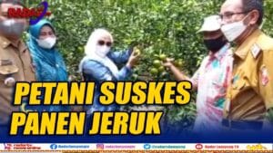 4 Tahun Menanti, Petani Lampung Utara Panen  Jeruk Siam dan BW