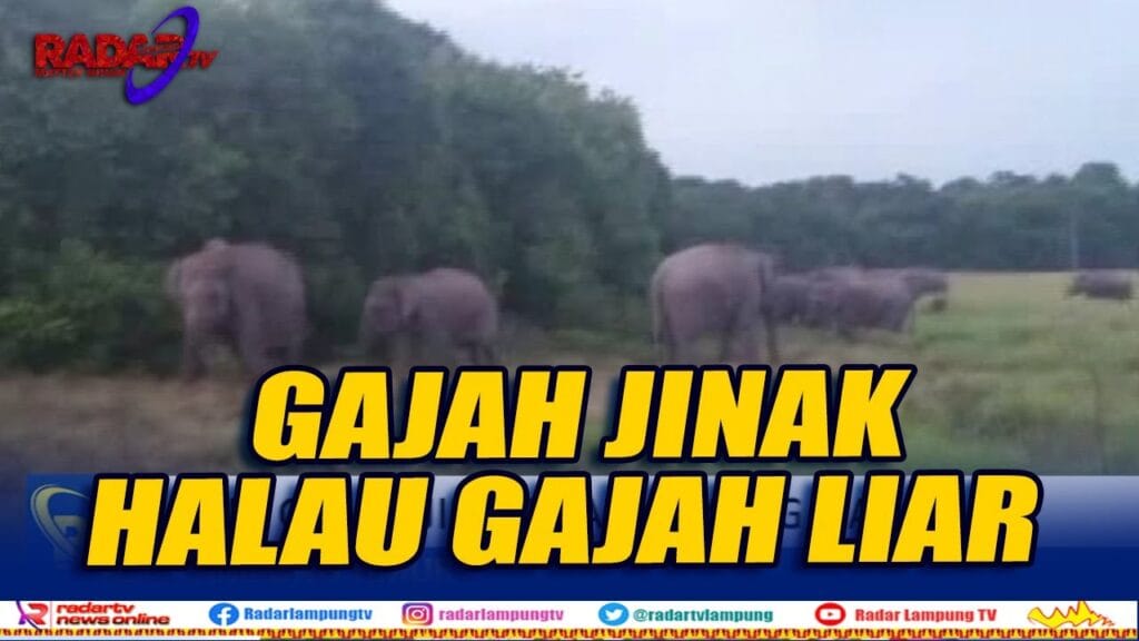 Dua Gajah Jinak Halau Gajah Liar