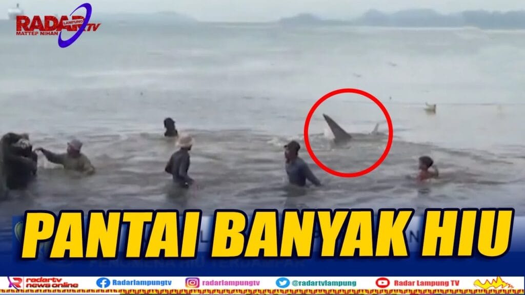 Fenomena Hiu Terdampar, Air Laut Dalam Naik Kepermukaan