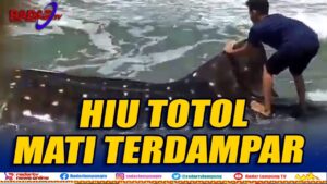 Hiu Totol Mati Terdampar di Pesisir Barat