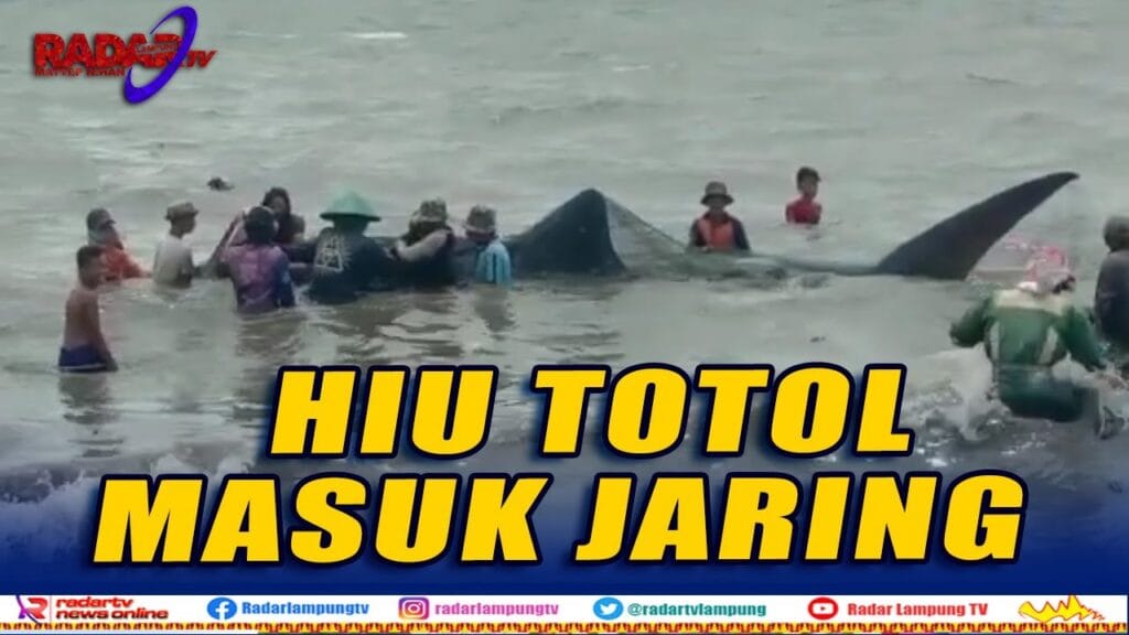 Terperangkap Jaring Hiu Totol Terdampar di Pantai Sukaraja