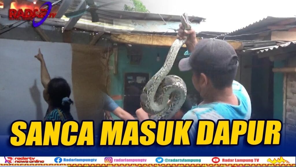 Ular Sanca Bergelantungan Di Dapur