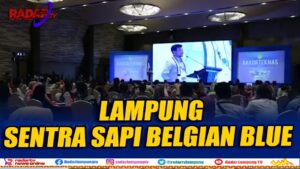 Lampung Bisa Jadi Sentra Sapi Belgian Blue
