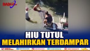 Hiu Tutul Melahirkan Terdampar di Pantai Sukaraja Teluk Lampung