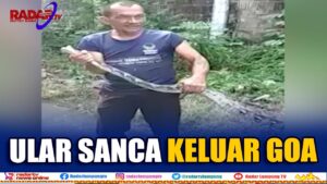 Ular Sanca 4 Meter Keluar Dari Goa