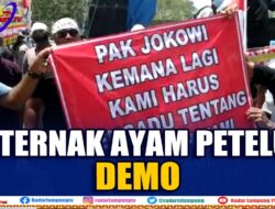 Harga Pakan Naik, Peternak Ayam Petelur Aksi