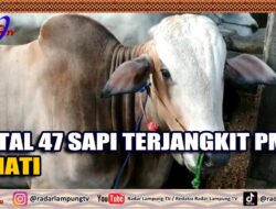 Total 47 Sapi Terjangkit PMK, 1 Mati