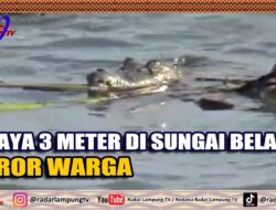 Buaya 3 Meter Di Sungai Belau Teror Warga