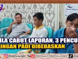 UNILA Cabut Laporan, 3 Pencuri Gilingan Padi Dibebaskan