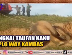 Bangkai Taufan Kaku Di PLG Way Kambas
